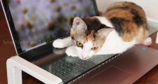 キングジム　デスクボードでキーボード猫乗り問題解決