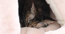 ペットハウス　ふんわりクッションで寝る猫