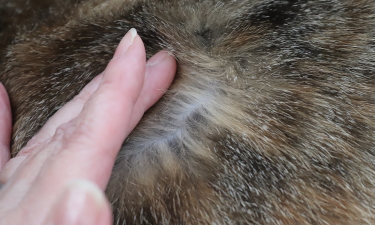 猫の根本と毛先の毛色